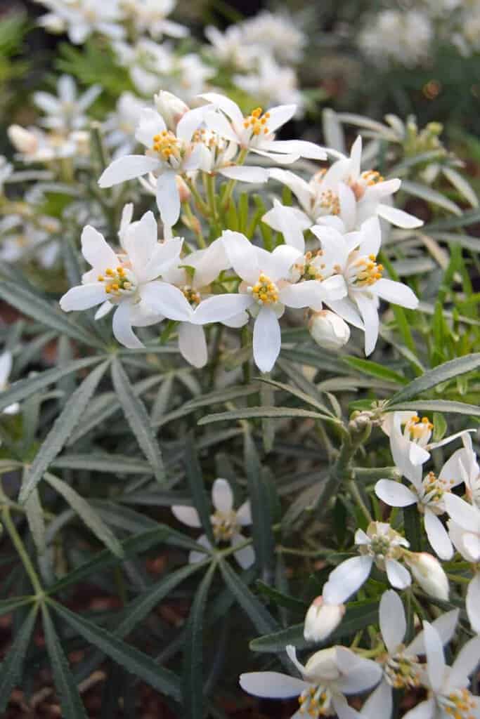 Choisya x dewitteana White Dazzler ® 20-30 cm